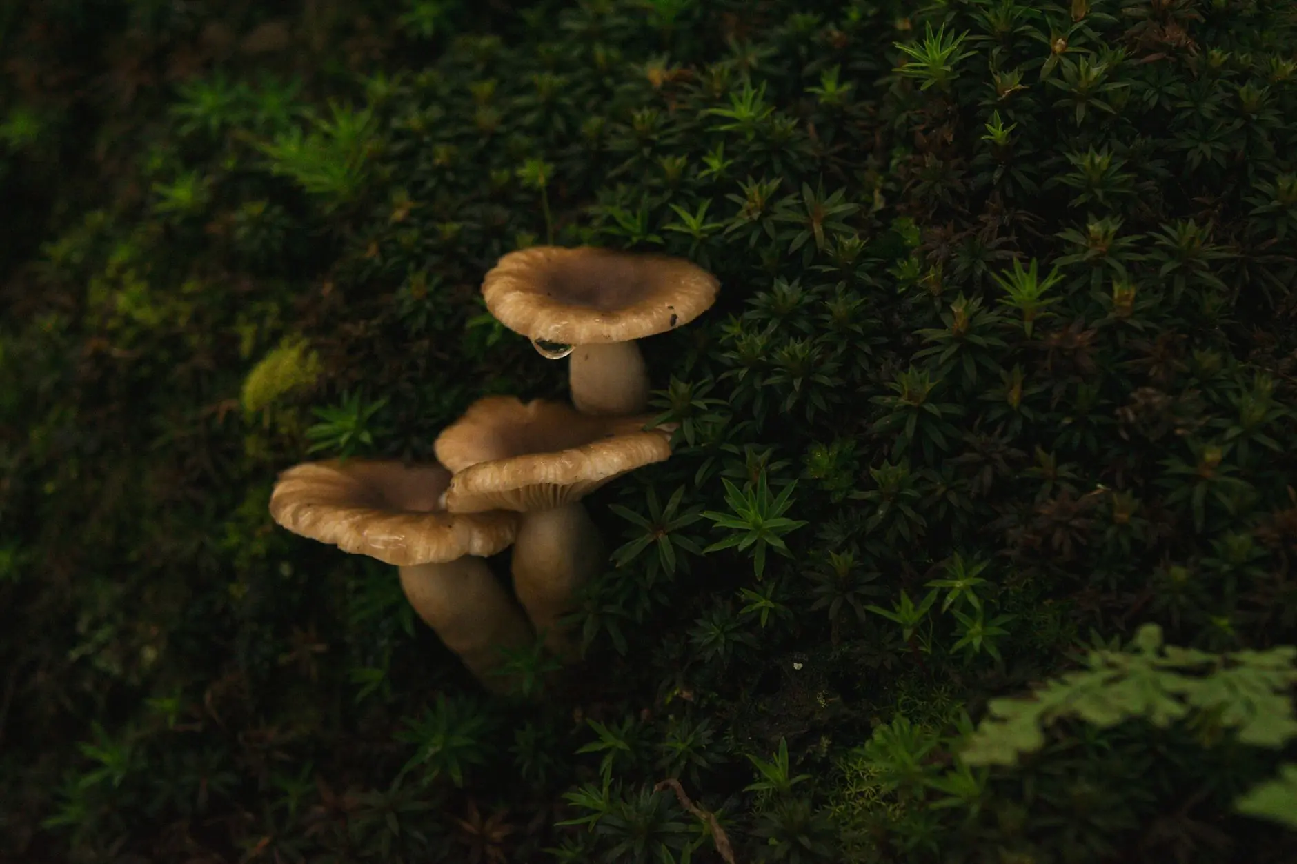 曝气器与填料配套方案：提升生物池处理效率的关键设计